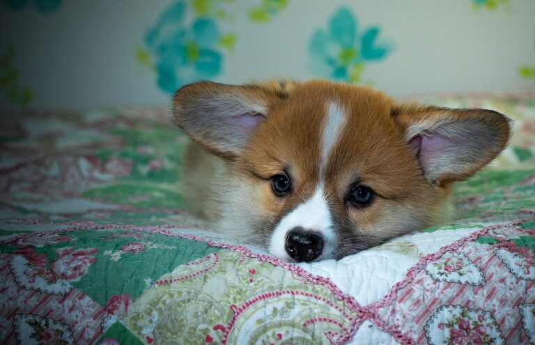 Cricbet99 Review: Innovative Betting Platform & the Rise of 99exch Integration